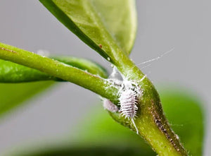 How to Recognise and Control Mealybugs on Citrus Trees