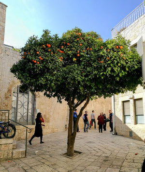 How to Use Citrus Trees to Create Fabulous Landscaping -Inspiration Page