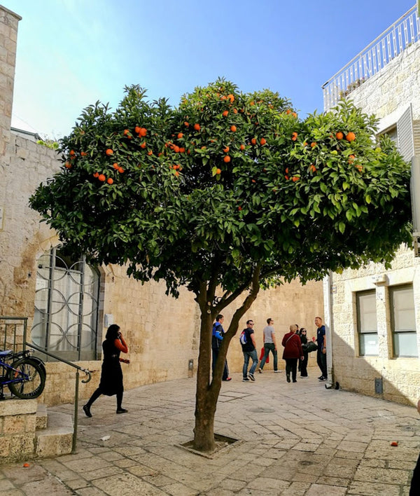 How to Use Citrus Trees to Create Fabulous Landscaping -Inspiration Page