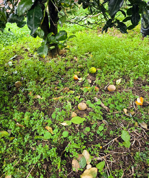 Overview of How to Protect your Citrus Trees from Insects and Disease.