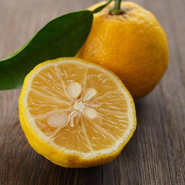 How to Use Yuzu- A Versatile Citrus Fruit becoming more popular in NZ