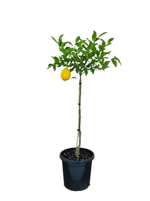 Lemon Collection