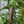 Finger Lime Tree Brown