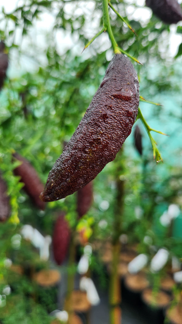 Finger Lime Tree Brown