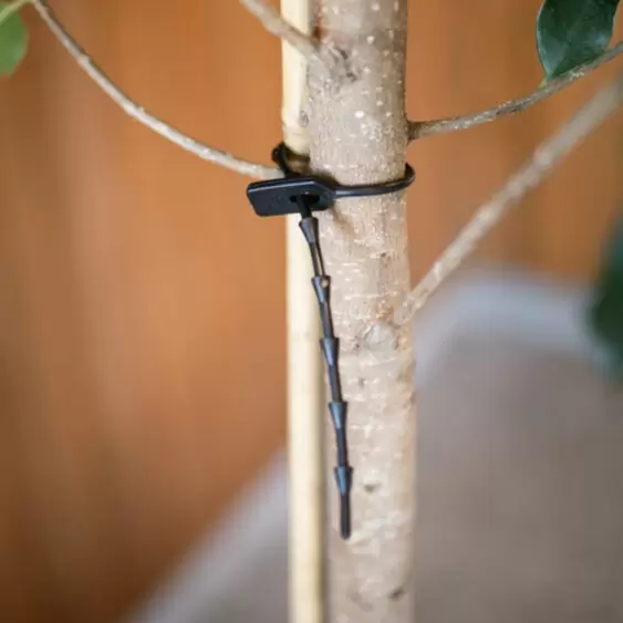 Rubber Easi Ties – Flexible, Reusable, and Tree-Friendly