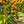 Kusaie Lime Tree (Kusaie Rangpur Tree)