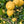 Yen Ben Lemon Tree