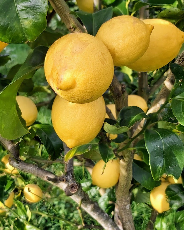Yen Ben Lemon Tree