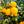 Meyer Lemon Tree