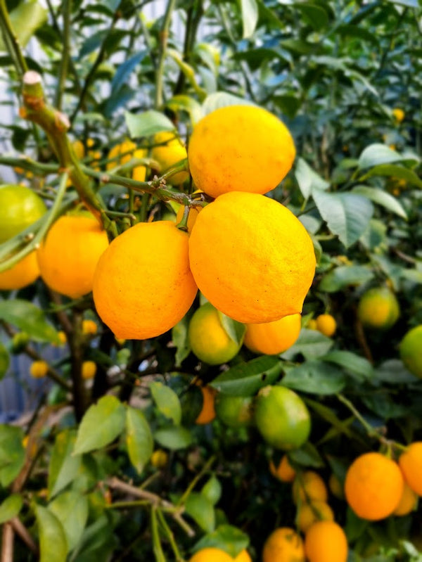 Meyer Lemon Tree