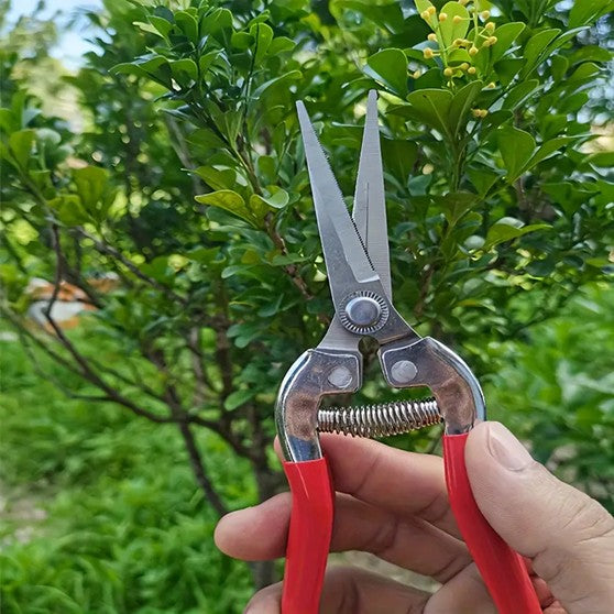 Stainless Steel Garden Snips – Bright, Handy, and Nursery-Tested ...