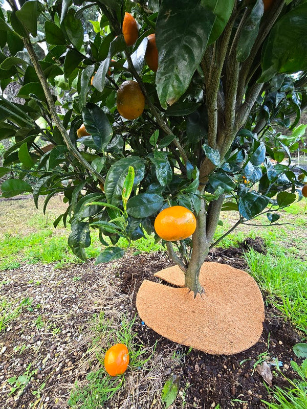 Coir Mats- The Perfect Solution for Protecting and Nurturing Citrus Trees