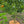 Coir Mats- The Perfect Solution for Protecting and Nurturing Citrus Trees