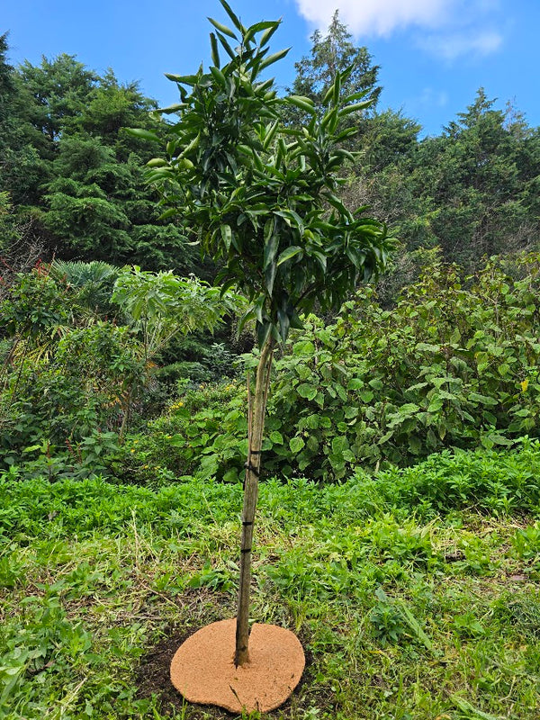 Coir Mats- The Perfect Solution for Protecting and Nurturing Citrus Trees