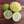 Sublime Lime Tree