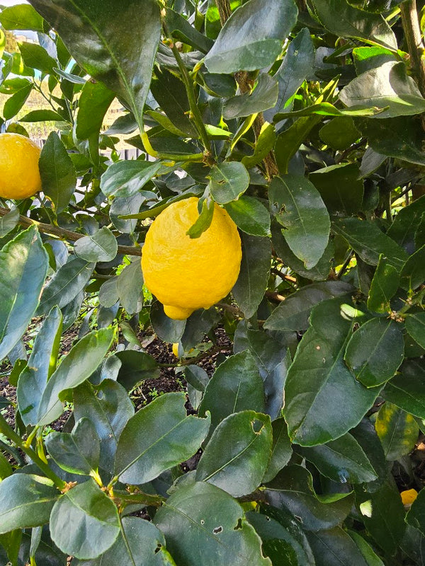 Sublime Lime Tree