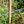 Wire Stake Clips – Simple, Sturdy, and Great for Espaliering