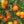 Afourer Mandarin Tree – Sweet, Juicy, and Easy to Love
