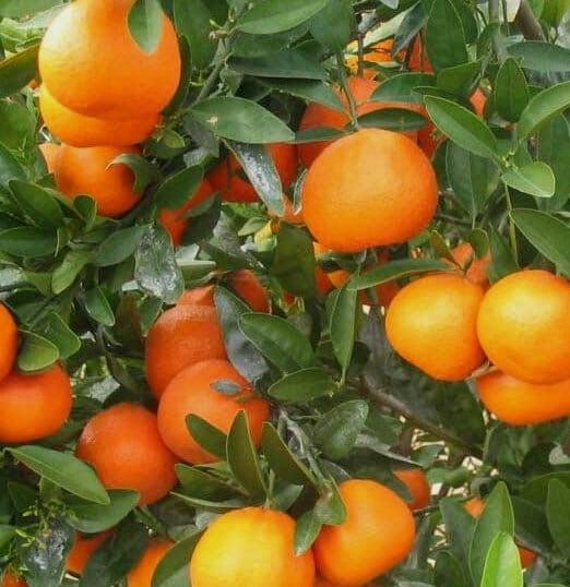 Afourer Mandarin Tree – Sweet, Juicy, and Easy to Love