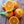 Afourer Mandarin Tree – Sweet, Juicy, and Easy to Love