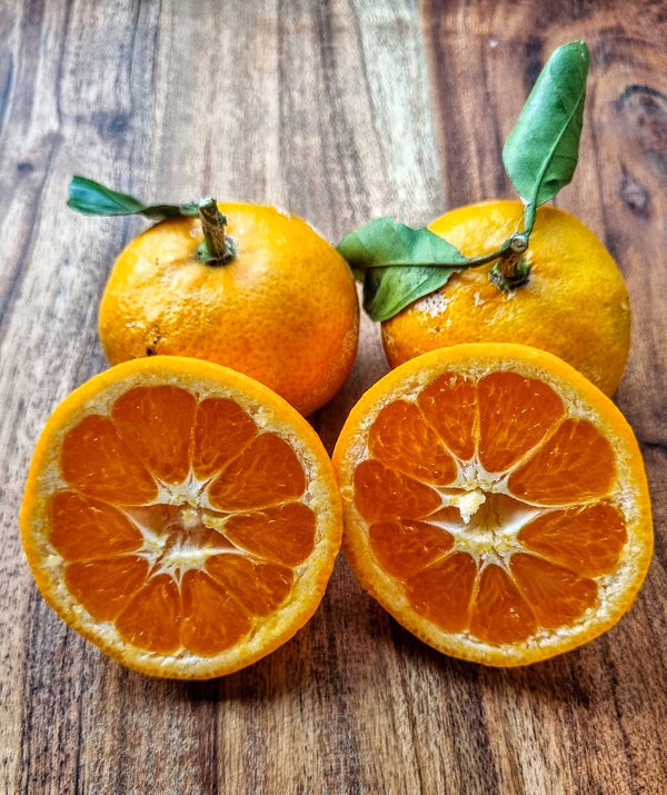 Aoshima Satsuma Mandarin Tree – Late Fruit, Cool-Climate Resilient