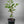 Aoshima Satsuma Mandarin Tree – Late Fruit, Cool-Climate Resilient