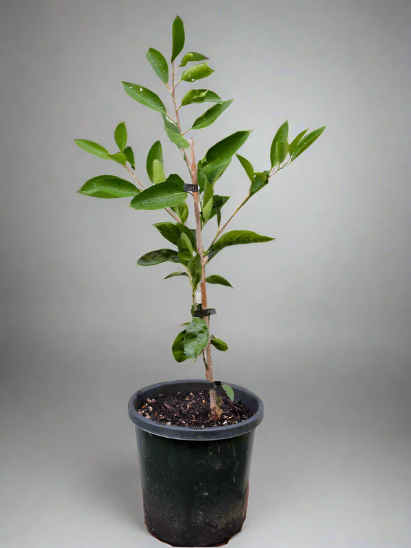 Aoshima Satsuma Mandarin Tree – Late Fruit, Cool-Climate Resilient