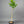 Aoshima Satsuma Mandarin Tree – Late Fruit, Cool-Climate Resilient