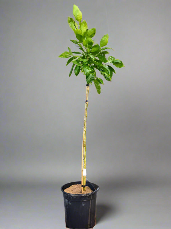 Aoshima Satsuma Mandarin Tree – Late Fruit, Cool-Climate Resilient