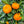 Aoshima Satsuma Mandarin Tree – Late Fruit, Cool-Climate Resilient