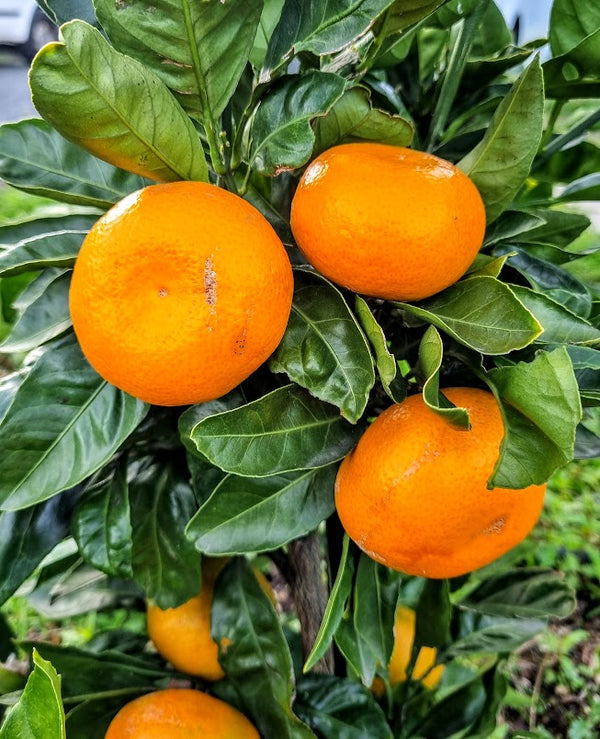 Aoshima Satsuma Mandarin Tree – Late Fruit, Cool-Climate Resilient
