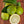 Bearss Lime Tree