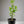 Bearss Lime Tree