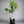 Bearss Lime Tree