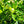Bearss Lime Tree