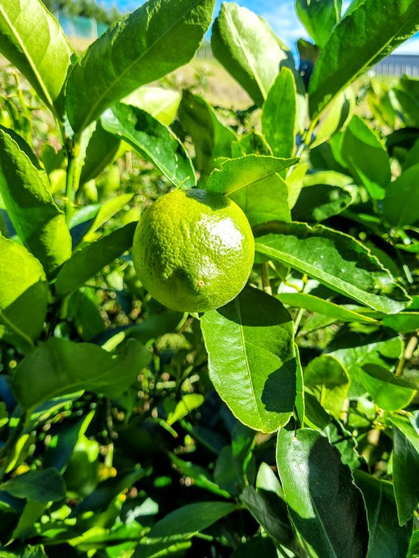 Bearss Lime Tree