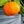 Beauty of Glen Retreat Mandarin Tree (BGR)