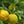 Bergamot Sour Orange Tree