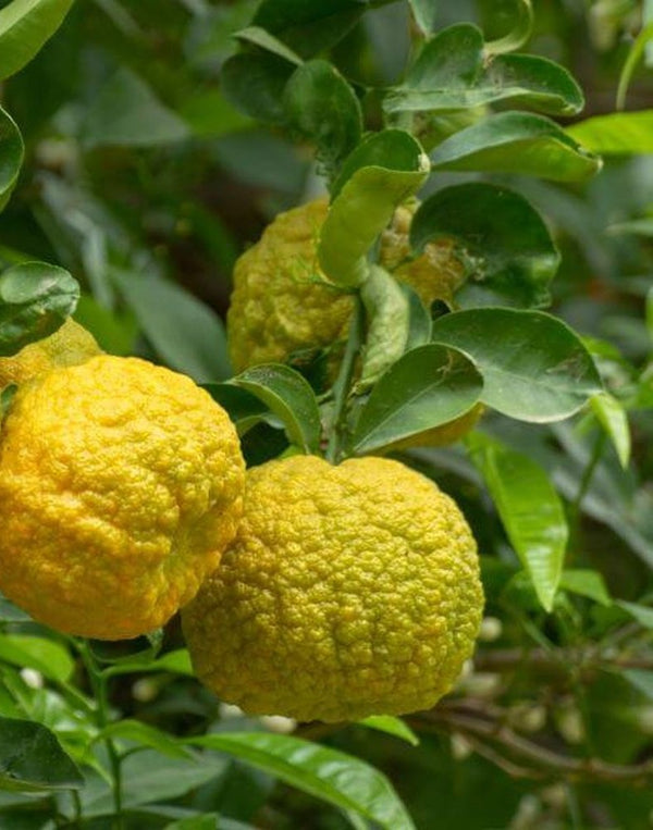 Bergamot Sour Orange Tree