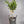 Best's Seedless Orange Tree