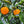 Best's Seedless Orange Tree
