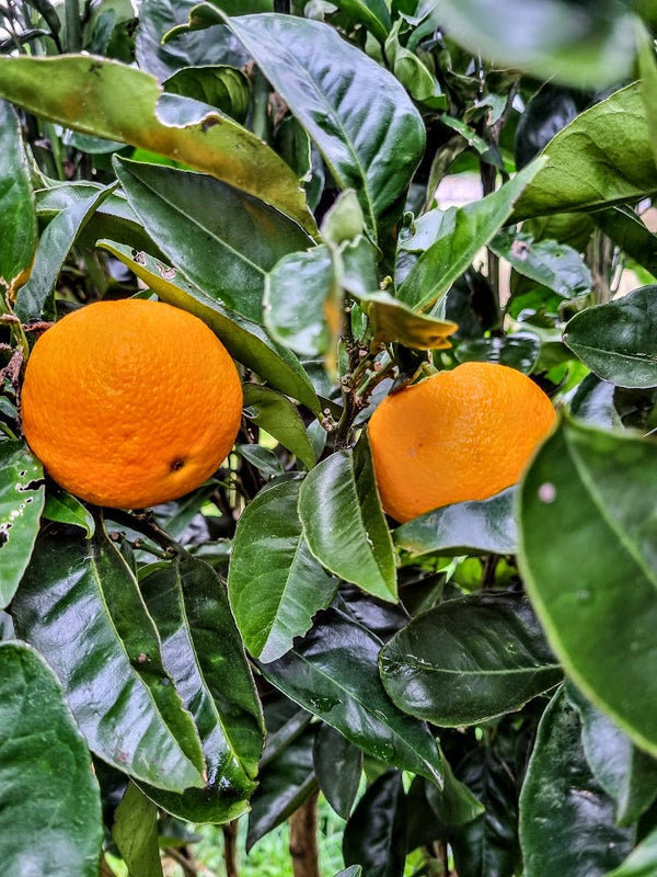 Best's Seedless Orange Tree