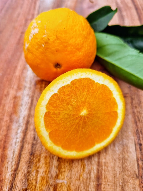 Best's Seedless Orange Tree