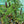 Finger Lime Tree Brown