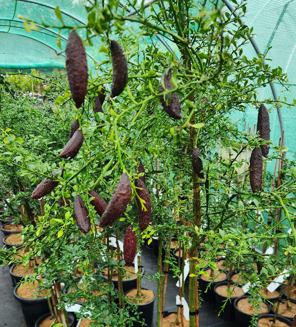 Finger Lime Tree Brown