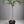 Finger Lime Tree Brown