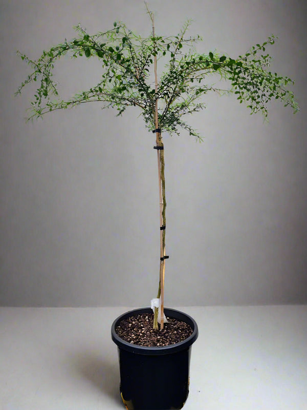 Finger Lime Tree Brown