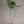 Finger Lime Tree Brown