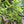 Finger Lime Tree Brown