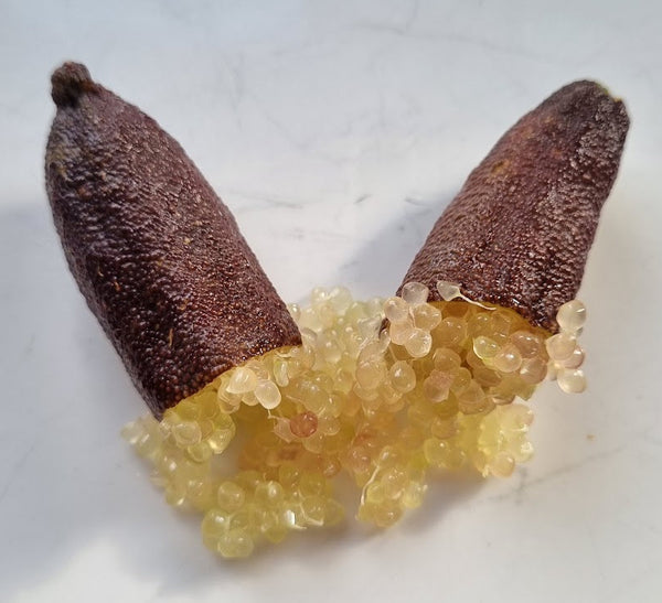 Finger Lime Tree Brown
